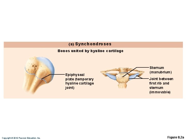 (a) Synchondroses Bones united by hyaline cartilage Epiphyseal plate (temporary hyaline cartilage joint) Copyright