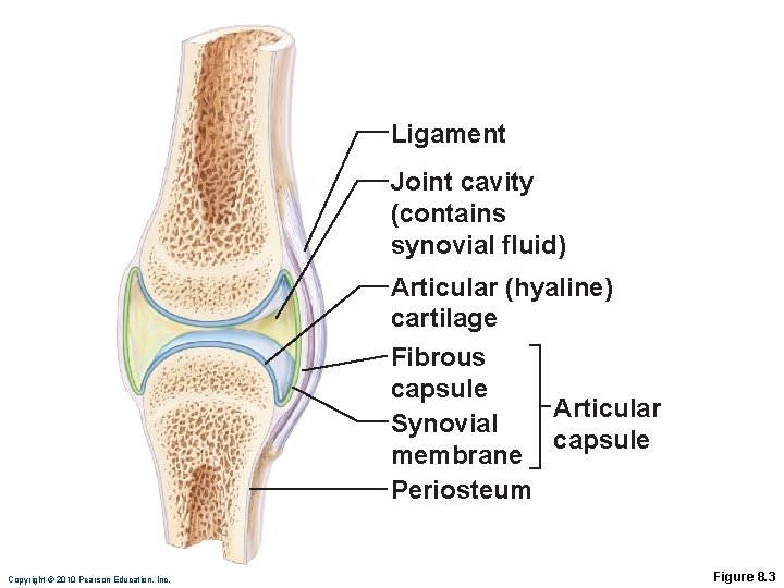 Ligament Joint cavity (contains synovial fluid) Articular (hyaline) cartilage Fibrous capsule Articular Synovial capsule
