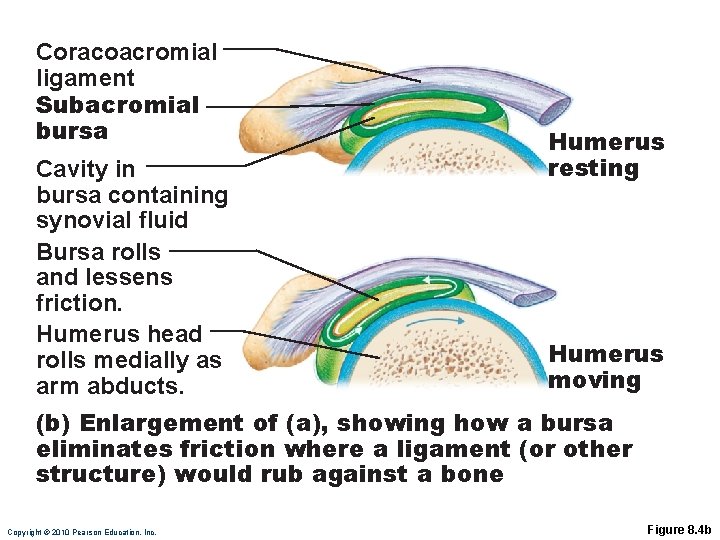 Coracoacromial ligament Subacromial bursa Cavity in bursa containing synovial fluid Bursa rolls and lessens