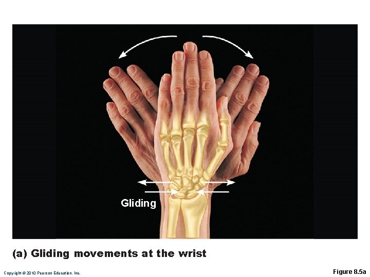 Gliding (a) Gliding movements at the wrist Copyright © 2010 Pearson Education, Inc. Figure