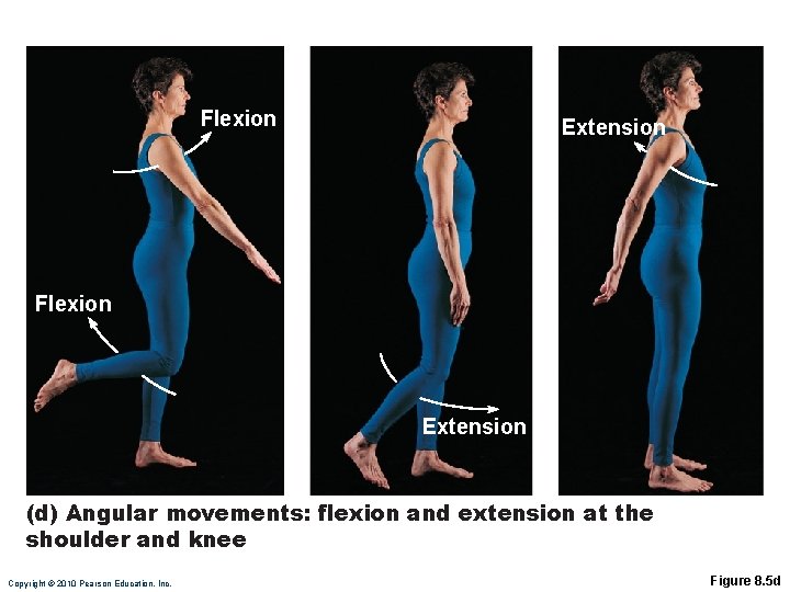 Flexion Extension (d) Angular movements: flexion and extension at the shoulder and knee Copyright