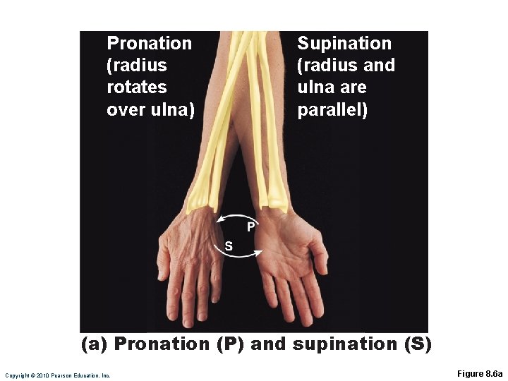 Pronation (radius rotates over ulna) Supination (radius and ulna are parallel) (a) Pronation (P)