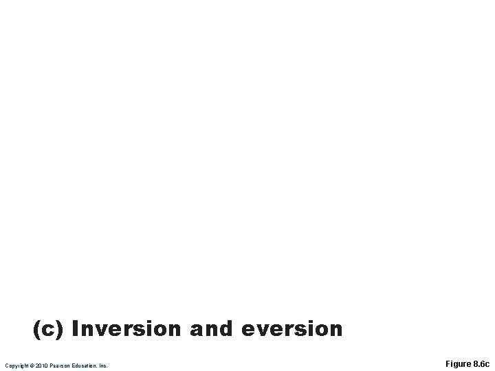 Inversion Eversion (c) Inversion and eversion Copyright © 2010 Pearson Education, Inc. Figure 8.