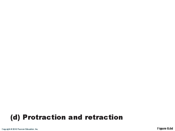 Protraction of mandible Retraction of mandible (d) Protraction and retraction Copyright © 2010 Pearson