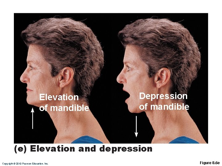 Elevation of mandible Depression of mandible (e) Elevation and depression Copyright © 2010 Pearson