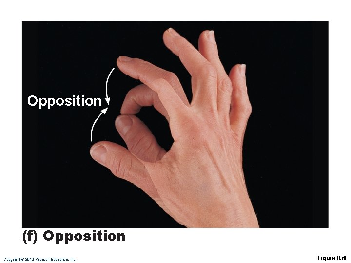 Opposition (f) Opposition Copyright © 2010 Pearson Education, Inc. Figure 8. 6 f 