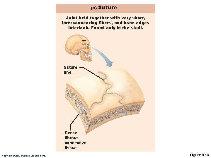 (a) Suture Joint held together with very short, interconnecting fibers, and bone edges interlock.