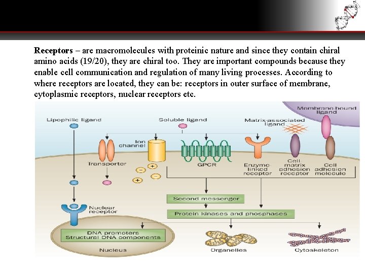 Receptors – are macromolecules with proteinic nature and since they contain chiral amino acids Receptors – are macromolecules with proteinic nature and since they contain chiral amino acids
