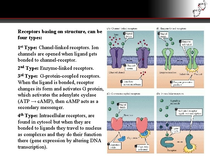 Receptors basing on structure, can be four types: 1 st Type: Chanel-linked receptors. Ion