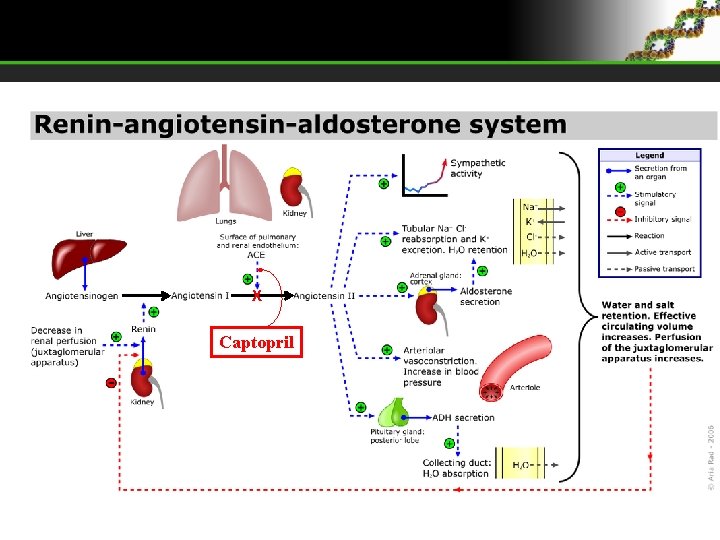 X Captopril X Captopril