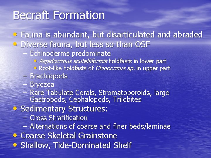 Becraft Formation • Fauna is abundant, but disarticulated and abraded • Diverse fauna, but