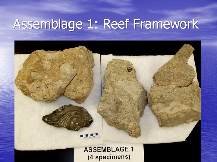 Assemblage 1: Reef Framework 