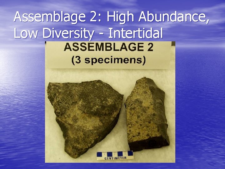 Assemblage 2: High Abundance, Low Diversity - Intertidal 