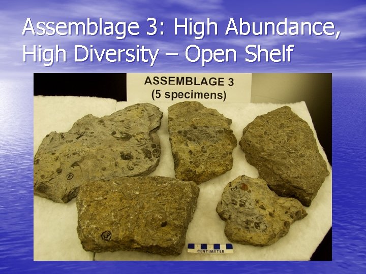 Assemblage 3: High Abundance, High Diversity – Open Shelf 