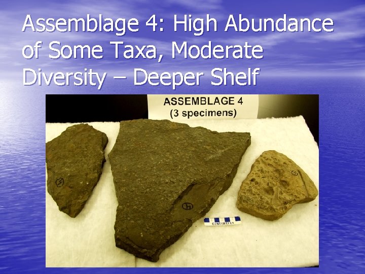 Assemblage 4: High Abundance of Some Taxa, Moderate Diversity – Deeper Shelf 