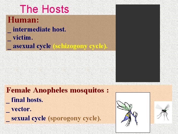 The Hosts Human: _ intermediate host. _ victim. _ asexual cycle (schizogony cycle). Female