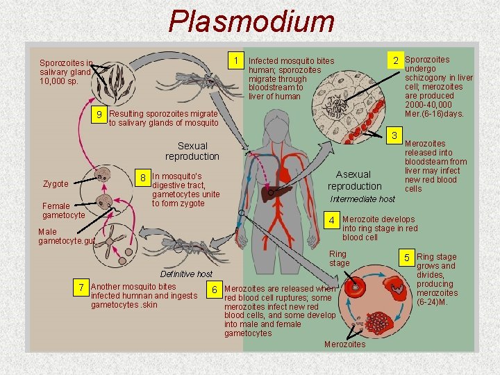 Plasmodium 1 Infected mosquito bites Sporozoites in salivary gland 10, 000 sp. 2 Sporozoites