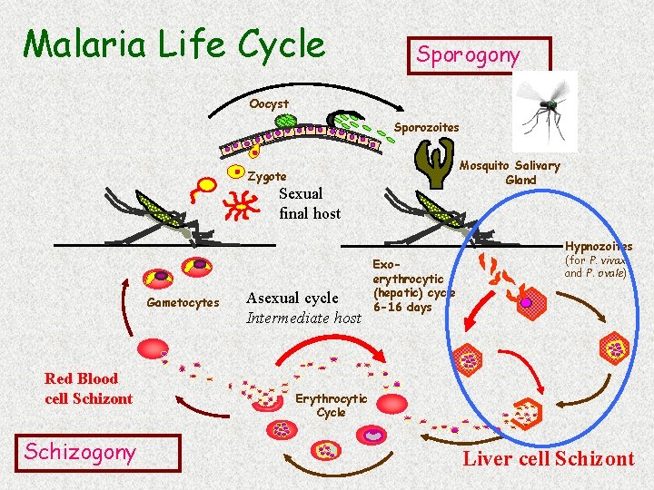 Malaria Life Cycle Sporogony Oocyst Sporozoites Mosquito Salivary Gland Zygote Sexual final host Hypnozoites