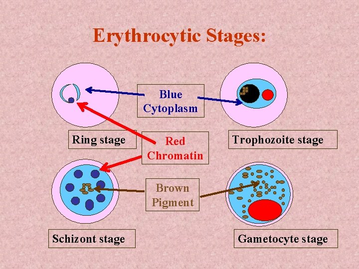 Erythrocytic Stages: Blue Cytoplasm Ring stage Red Chromatin Trophozoite stage Brown Pigment Schizont stage