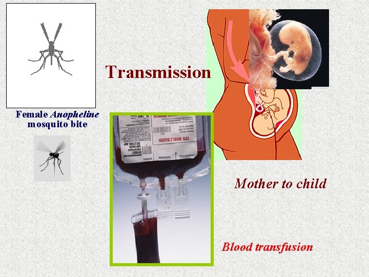 Transmission Female Anopheline mosquito bite Mother to child Blood transfusion 