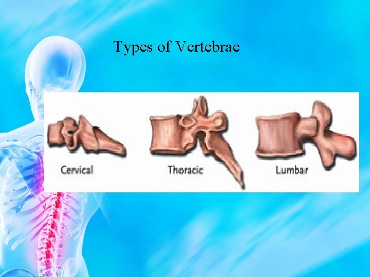 Types of Vertebrae 