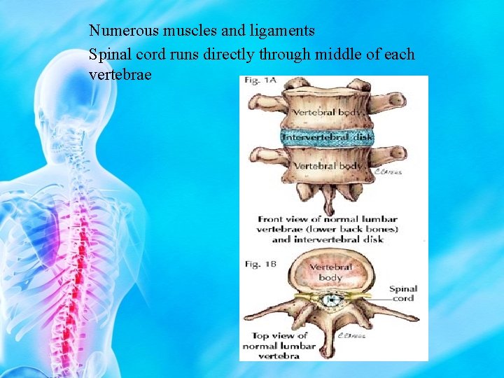 Numerous muscles and ligaments Spinal cord runs directly through middle of each vertebrae 