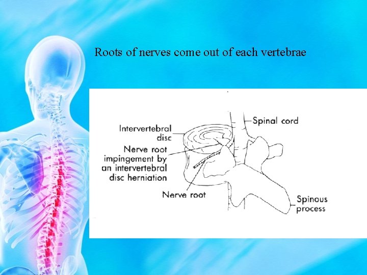 Roots of nerves come out of each vertebrae 
