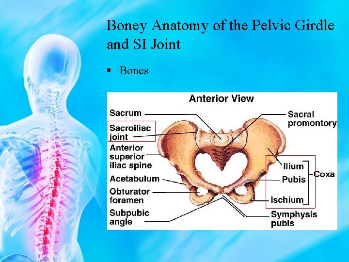 Boney Anatomy of the Pelvic Girdle and SI Joint § Bones 
