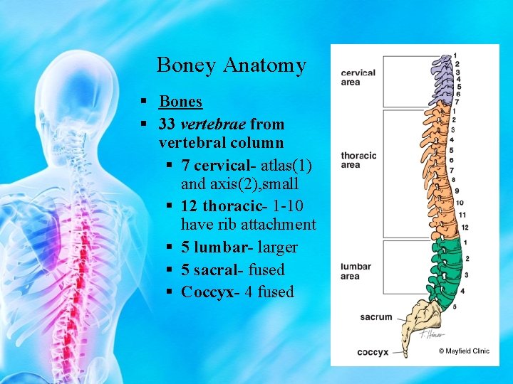 Boney Anatomy § Bones § 33 vertebrae from vertebral column § 7 cervical- atlas(1)