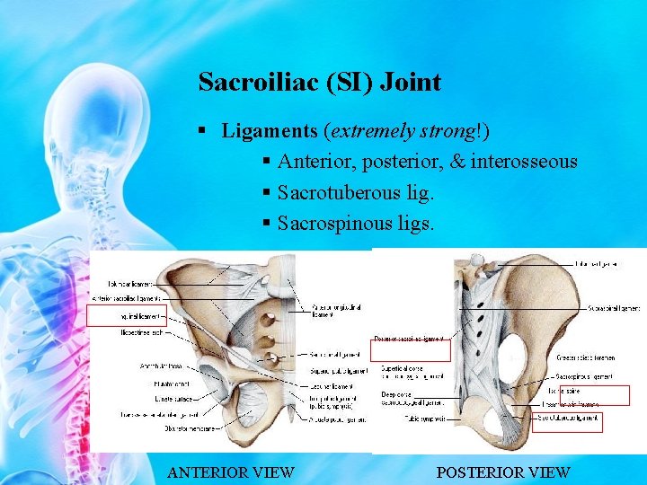 Sacroiliac (SI) Joint § Ligaments (extremely strong!) § Anterior, posterior, & interosseous § Sacrotuberous