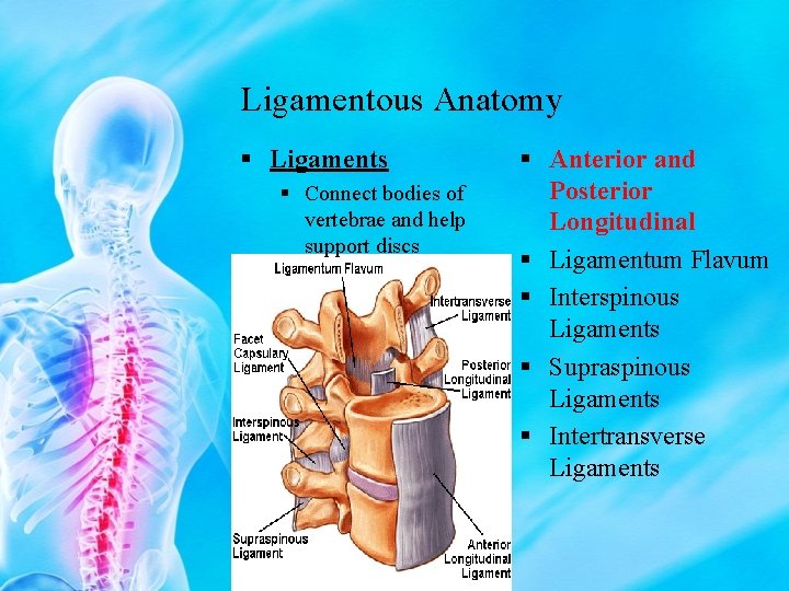Ligamentous Anatomy § Ligaments § Connect bodies of vertebrae and help support discs §