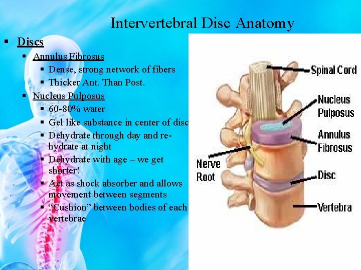 Intervertebral Disc Anatomy § Discs § Annulus Fibrosus § Dense, strong network of fibers