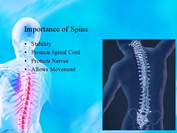 Importance of Spine • • Stability Protects Spinal Cord Protects Nerves Allows Movement 