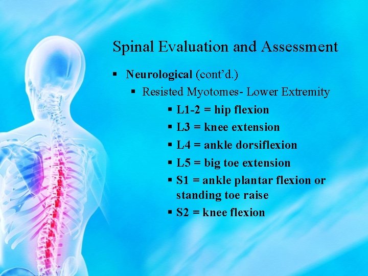 Spinal Evaluation and Assessment § Neurological (cont’d. ) § Resisted Myotomes- Lower Extremity §