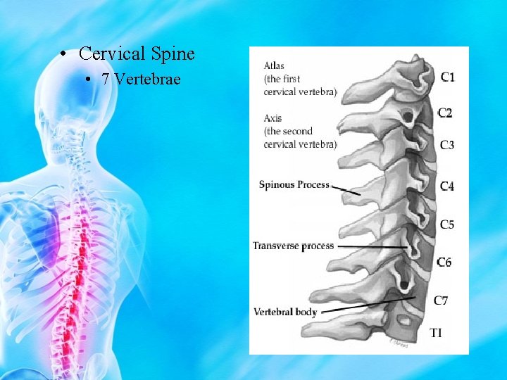  • Cervical Spine • 7 Vertebrae 