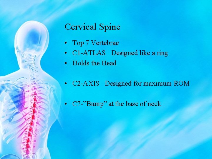 Cervical Spine • Top 7 Vertebrae • C 1 -ATLAS Designed like a ring