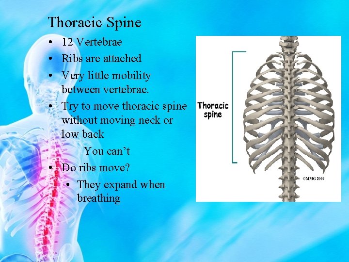 Thoracic Spine • 12 Vertebrae • Ribs are attached • Very little mobility between