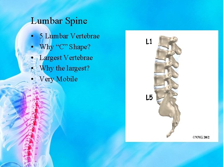 Lumbar Spine • • • 5 Lumbar Vertebrae Why “C” Shape? Largest Vertebrae Why