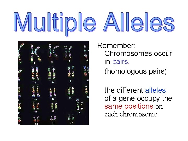 Remember: Chromosomes occur in pairs. (homologous pairs) the different alleles of a gene occupy