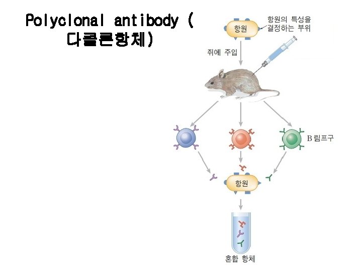 Polyclonal antibody ( 다클론항체) 