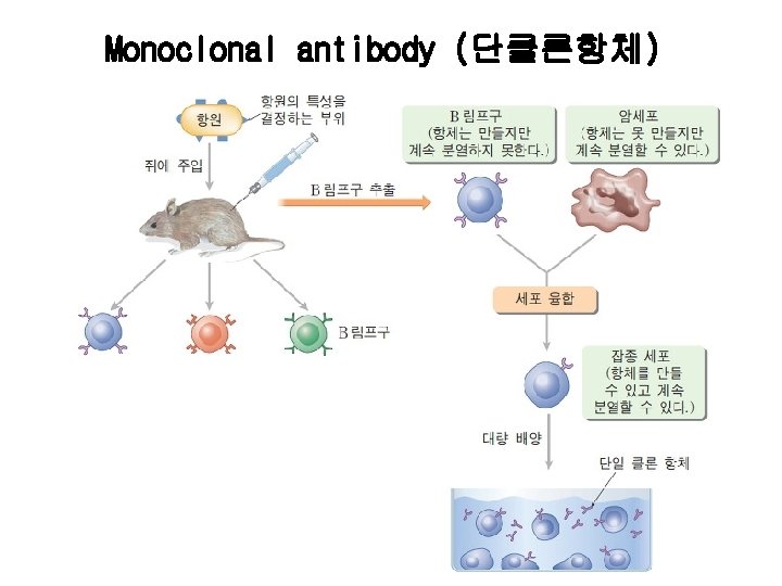 Monoclonal antibody (단클론항체) 