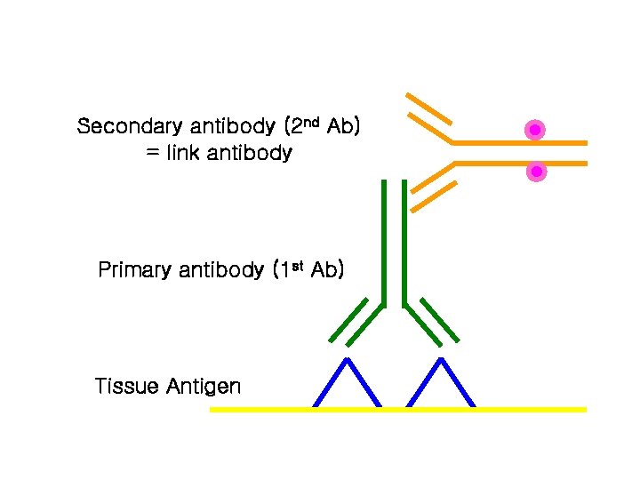 Secondary antibody (2 nd Ab) = link antibody Primary antibody (1 st Ab) Tissue