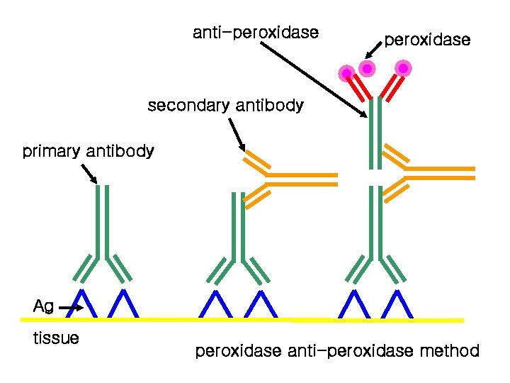 anti-peroxidase secondary antibody primary antibody Ag tissue peroxidase anti-peroxidase method 