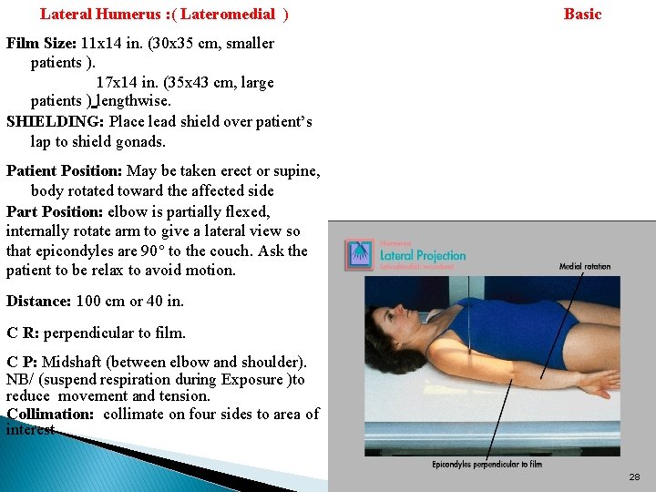 Lateral Humerus : ( Lateromedial ) Basic Film Size: 11 x 14 in. (30