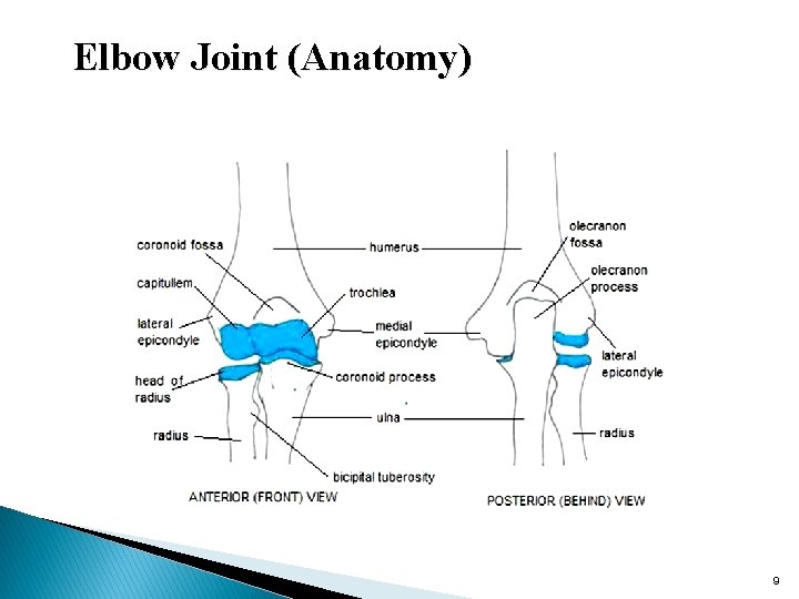 Elbow Joint (Anatomy) 9 