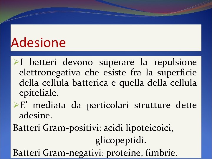 Adesione ØI batteri devono superare la repulsione elettronegativa che esiste fra la superficie della