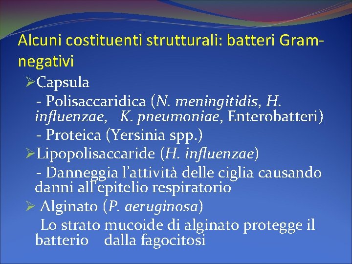 Alcuni costituenti strutturali: batteri Gramnegativi ØCapsula - Polisaccaridica (N. meningitidis, H. influenzae, K. pneumoniae,