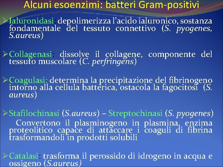 Alcuni esoenzimi: batteri Gram-positivi ØIaluronidasi: depolimerizza l’acido ialuronico, sostanza fondamentale del tessuto connettivo (S.