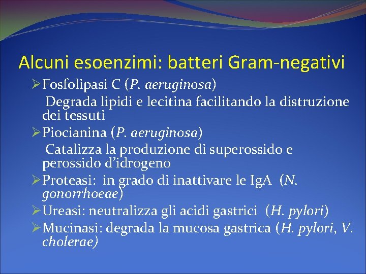 Alcuni esoenzimi: batteri Gram-negativi ØFosfolipasi C (P. aeruginosa) Degrada lipidi e lecitina facilitando la