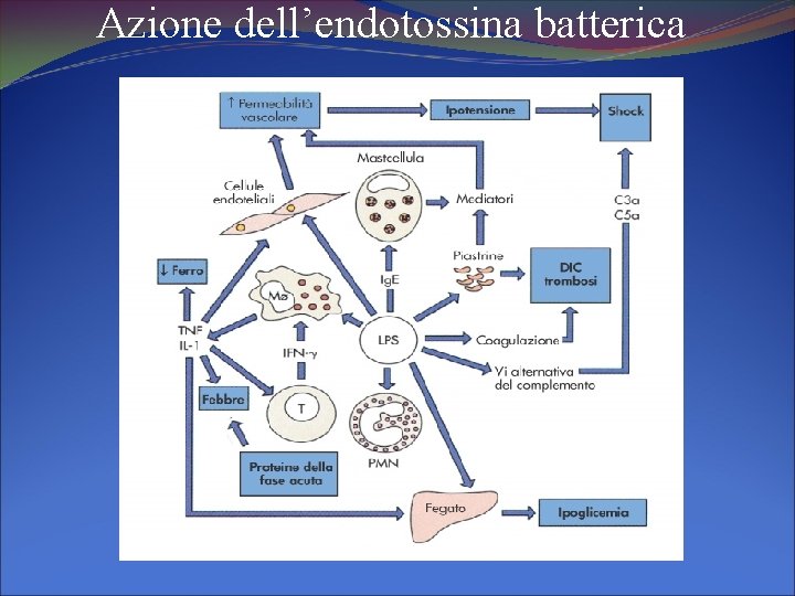 Azione dell’endotossina batterica 